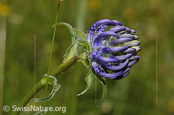 Foto: Rundköpfige Rapunzel (Phyteuma orbiculare). Blüte.