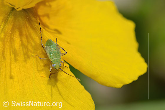 Foto: Plagiognathus chrysanthemi (Weichwanze) auf Blume. Länge 3 - 4mm. Nymphe.