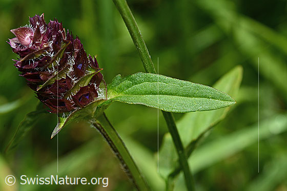 Photo: Prunella vulgaris. Inflorescence and leaf. Blossoms not yet open.