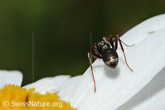 Foto: Wahrscheinlich Grauschwarze Sklavenameise (Formica fusca). Länge 4.5 - 7.5mm. Ansicht von hinten.