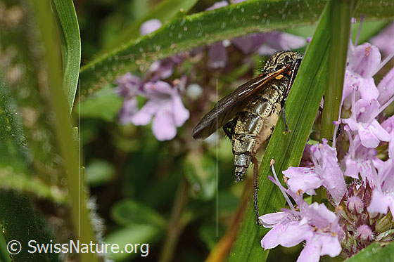 Foto: Gewürfelte Tanzfliege (Empis tesselata) auf Vielhaarigem Thymian (Thymus praecox ssp. polytrichus). Länge 9 - 13mm. Weibchen. Ansicht von schräg hinten.