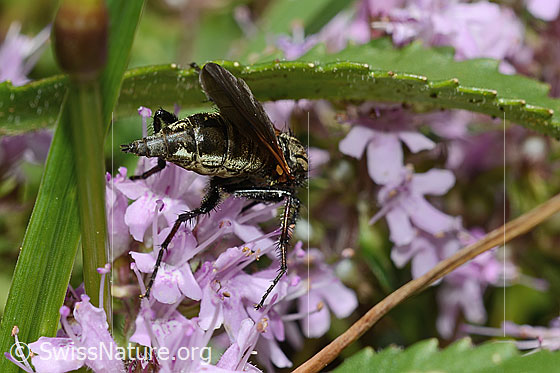 Foto: Gewürfelte Tanzfliege (Empis tesselata) auf Vielhaarigem Thymian (Thymus praecox ssp. polytrichus). Länge 9 - 13mm. Weibchen. Ansicht von hinten oben.