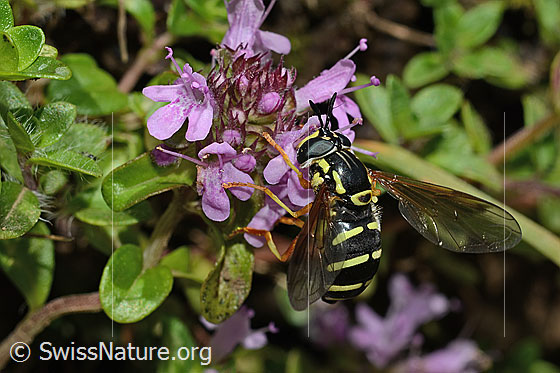 Foto: Späte Wespenschwebfliege (Chrysotoxum festivum) auf Vielhaarigem Thymian (Thymus praecox ssp. polytrichus). Länge 9 - 14mm. Weibchen. Wird auch Chrysotoxum arcuatum genannt. Ansicht von schräg oben.