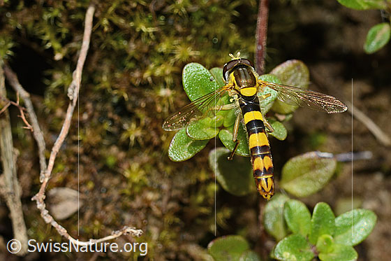 Photo: Sphaerophoria scripta. Length 9 - 12mm. Male. Wings open. View from above.