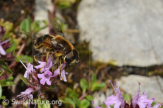 Photo: Eristalis rupium on Thymus praecox ssp. polytrichus. Length 9 - 13mm. Male. View from the side.