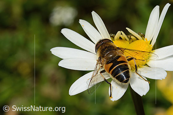 Foto: Gemeine Keilfleckschwebfliege (Eristalis pertinax) auf Gewöhnlicher Wiesen-Margerite (Leucanthemum vulgare). Länge 11 - 16mm. Männchen. Ansicht von hinten oben.