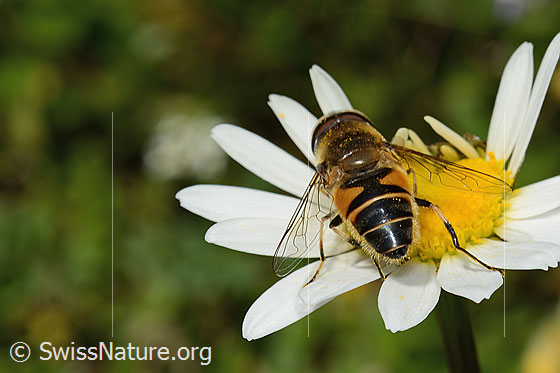 Foto: Gemeine Keilfleckschwebfliege (Eristalis pertinax) auf Gewöhnlicher Wiesen-Margerite (Leucanthemum vulgare). Länge 11 - 16mm. Männchen. Ansicht von hinten.