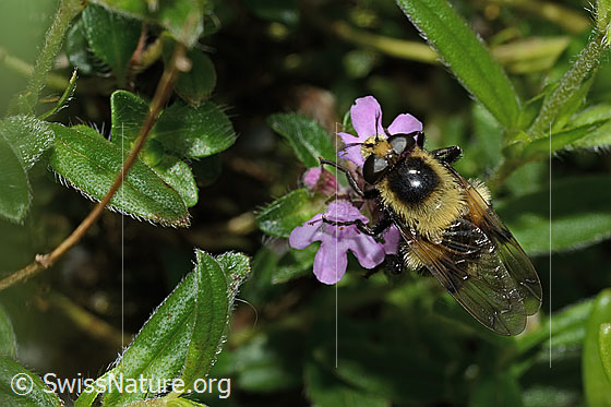 Foto: Hummel-Waldschwebfliege (Volucella bombylans var. plumata) auf Vielhaarigem Thymian (Thymus praecox ssp. polytrichus). Länge 11 - 15mm. Weibchen. Ansicht von oben.