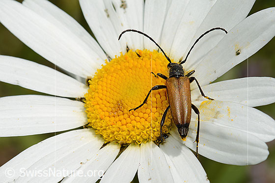 Schwarzspitziger Halsbock (Stictoleptura fulva) auf Gewöhnlicher Wiesen-Margerite (Leucanthemum vulgare)