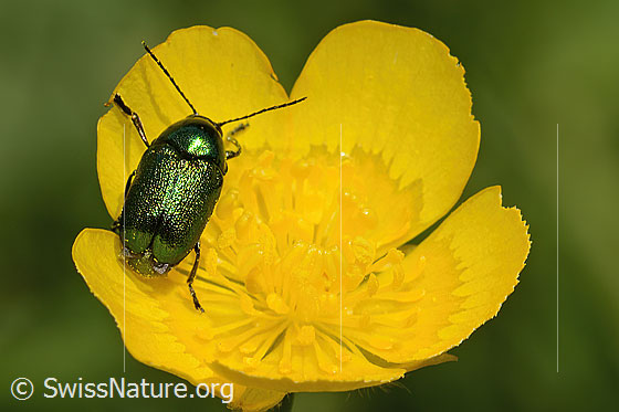 Photo: Cryptocephalus aureolus on flower. Length 6 - 7.5mm. View from above.