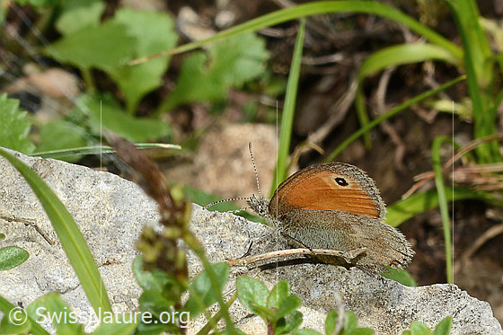 Photo: Coenonympha pamphilus. Wings closed. View from diagonally above.