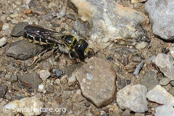Foto: Hahnenfuss-Scherenbiene (Chelostoma florisomne). Länge 7 - 11mm. Weibchen. Ansicht von schräg vorne oben.