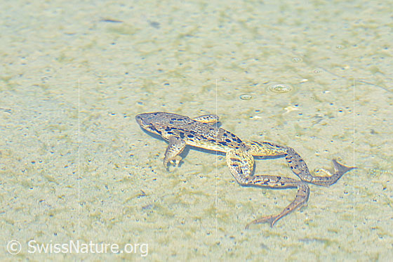 Foto: Grasfrosch (Rana temporaria). In einem Tümpel schwimmend.