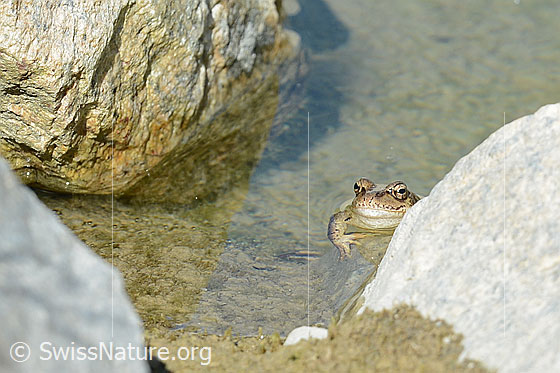 Foto: Grasfrosch (Rana temporaria). Am Rand eines Tümpels sitzend. Ansicht von vorne.