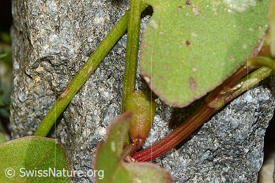 Photo: Rumex scutatus. Stem.