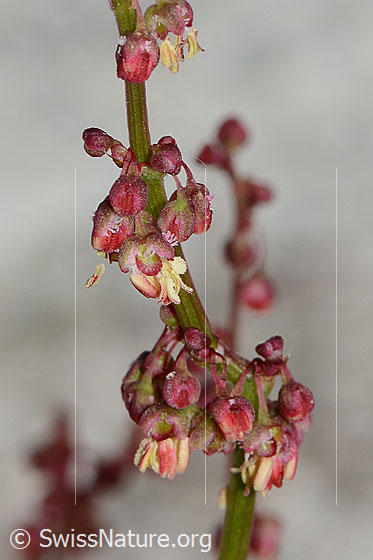 Foto: Schildblättriger Ampfer (Rumex scutatus). Blüten.