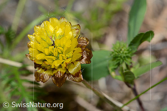 Foto: Braun-Klee (Trifolium badium). Blüte.