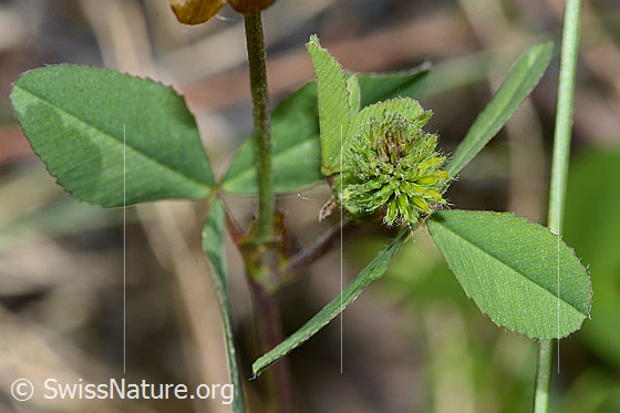 Foto: Braun-Klee (Trifolium badium). Blätter und Blüte kurz vor dem Blühen.