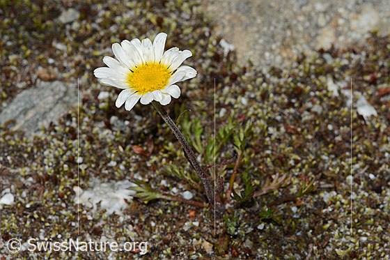 Photo: Leucanthemopsis alpina. Whole plant (habiti).