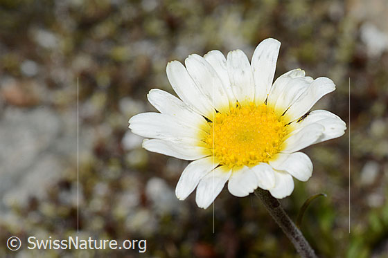 Photo: Leucanthemopsis alpina. Blossom.