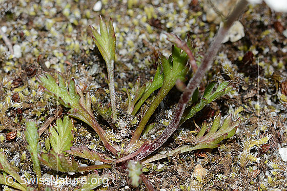 Photo: Leucanthemopsis alpina. Leaf rosette and stem.