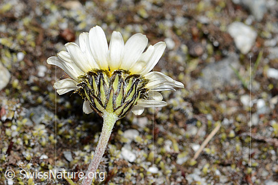 Photo: Leucanthemopsis alpina. Blossom, bracts and stem.