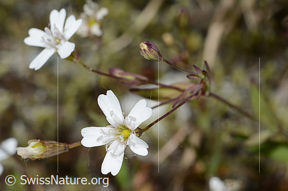 Foto: Felsen-Leimkraut (Silene rupestris). Blüten.