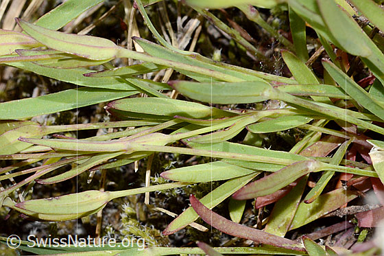 Foto: Felsen-Leimkraut (Silene rupestris). Stängel und Blätter.