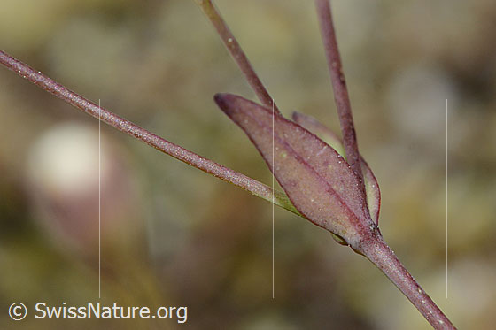 Photo: Silene rupestris. Stem and leaves. Probably almost faded. Leaf underside.