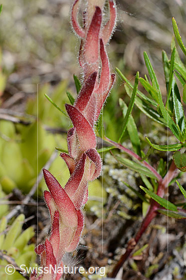 Photo: Sempervivum montanum. Stem and stem leaves.