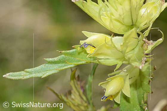 Foto: Schmalblättriger Klappertopf (Rhinanthus glacialis). Blüten.