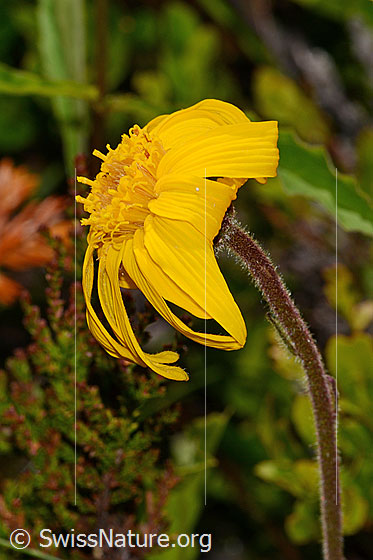 Foto: Arnika (Arnica montana). Blüte und Stängel.