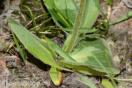 Foto: Arnika (Arnica montana). Blätter und Stängel.