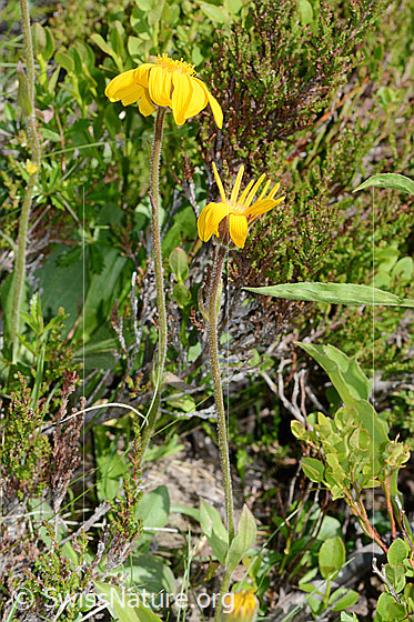 Foto: Arnika (Arnica montana). Ganze Pflanze (Habitat).