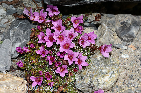 Foto: Gegenblättriger Steinbrech (Saxifraga oppositifolia). Ganze Pflanze (Habitus)