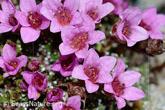 Photo: Saxifraga oppositifolia. Blossoms. View from above.