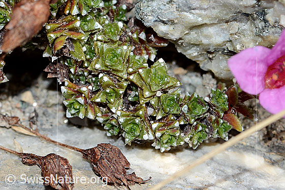 Photo: Saxifraga oppositifolia. Leaves.