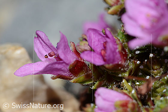 Photo: Saxifraga oppositifolia. Blossoms. View from the side.
