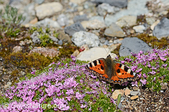 Foto: Kleiner Fuchs (Aglais urticae) auf Kalk-Polsternelke (Silene acaulis).