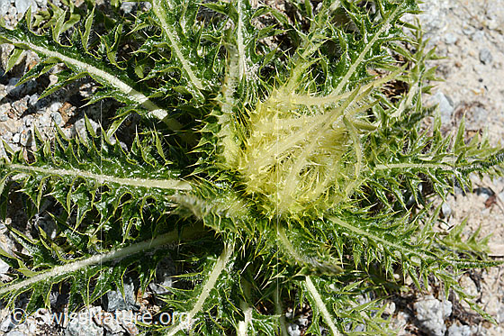 Photo: Cirsium spinosissimum. Whole plant (habiti). View from diagonally above.
