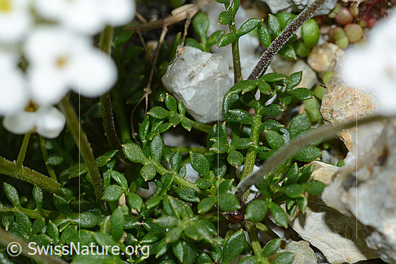 Photo: Pritzelago alpina. Leaves.