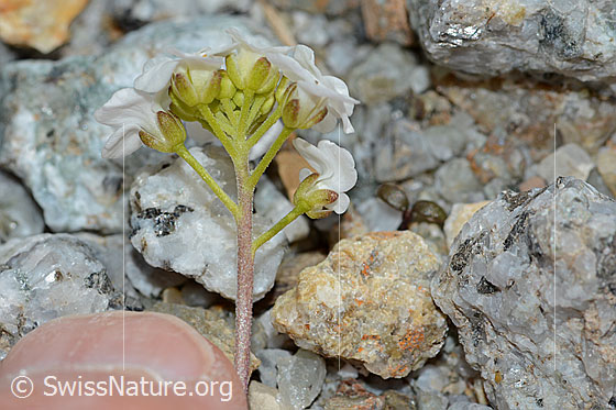 Foto: Alpen-Gämskresse (Pritzelago alpina). Stängel und Blütenkelche.