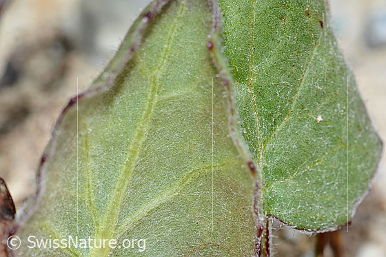 Photo: Tussilago farfara. Fresh leaf. Leaf underside.