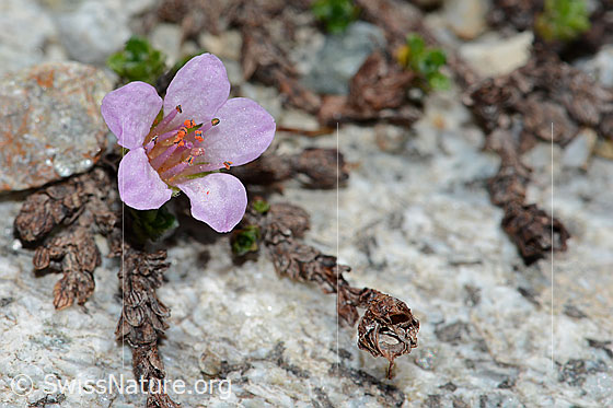 Photo: Saxifraga oppositifolia. Opened blossom.