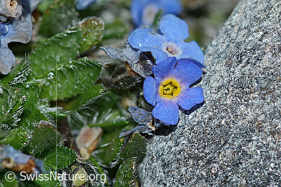Foto: Himmelsherold (Eritrichium nanum). Blüten und Blätter.