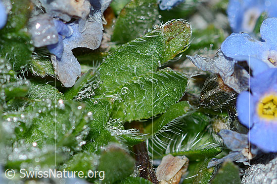 Foto: Himmelsherold (Eritrichium nanum). Blätter.