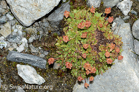 Foto: Séguiers Steinbrech (Saxifraga seguieri). Steinbrech-Polster. Ansicht von oben.
