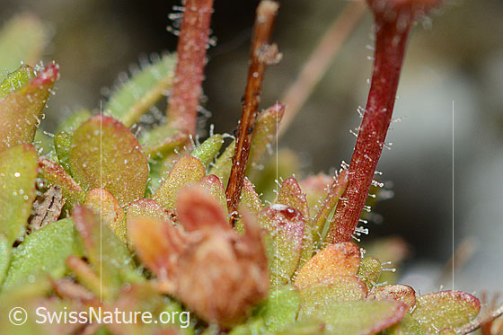 Foto: Séguiers Steinbrech (Saxifraga seguieri). Stängel und Blätter.
