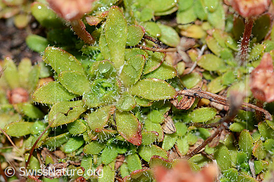 Foto: Séguiers Steinbrech (Saxifraga seguieri). Blätter.