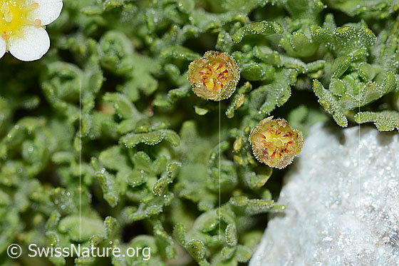 Foto: Gefurchter Steinbrech (Saxifraga exarata). Verblühte Blüten.